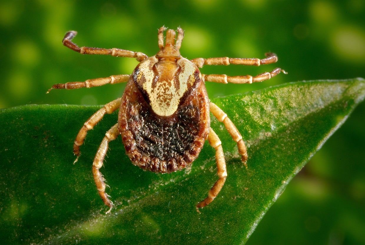 Female Cayenne Tick 