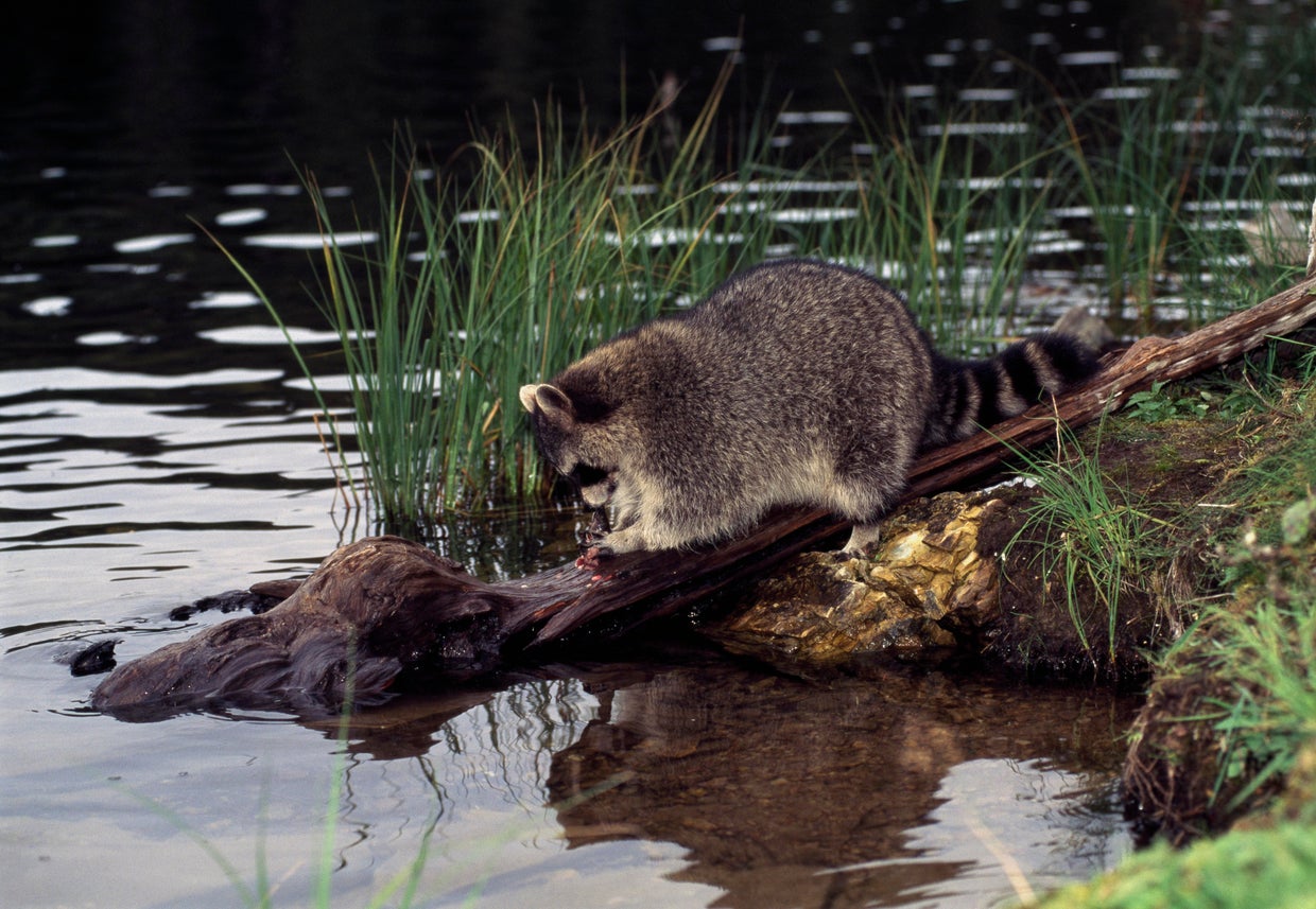 Common raccoon (Procyon lotor) 