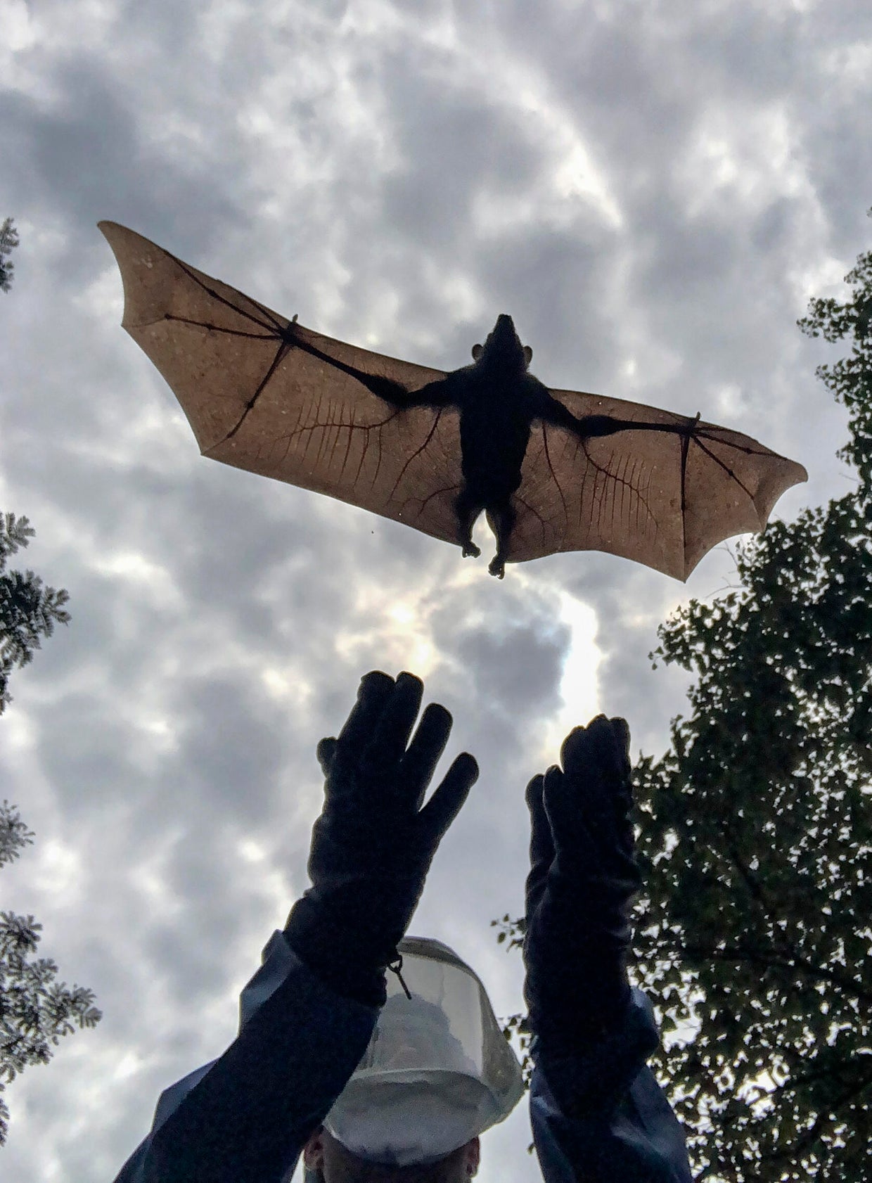 QUEEN ELIZABETH NATIONAL PARK, UGANDA - AUGUST 25: CDC scientis