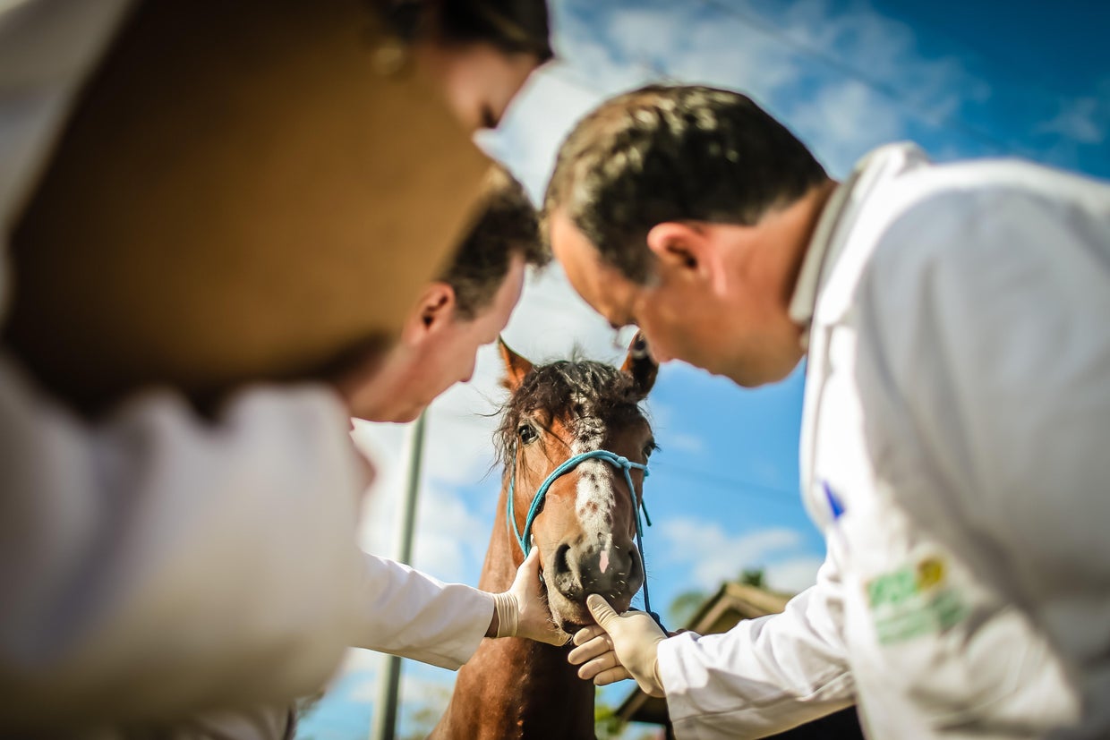 OLY-2016-RIO-EQUESTRIAN-HEALTH-GLANDERS-EXPOINTER