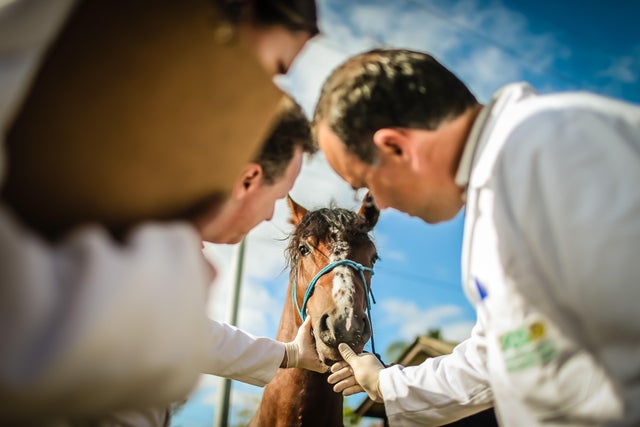 OLY-2016-RIO-EQUESTRIAN-HEALTH-GLANDERS-EXPOINTER 