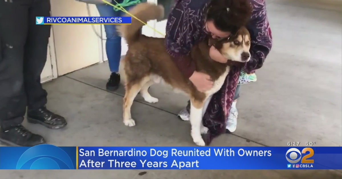 Dog Missing For 3 Years Reunited With San Bernardino Family - CBS Los ...