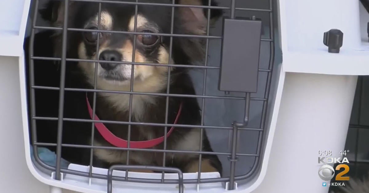 'they Deserve So Much More': Dogs Rescued From Puppy Mill In 