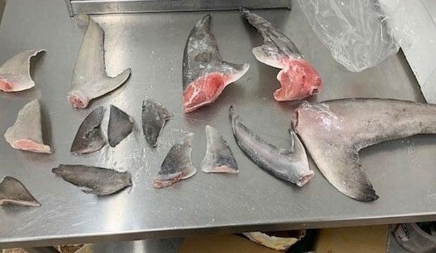 Texas Game Wardens Biting Down On Shark Finning Restaurants
