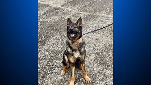 policek9.jpg 