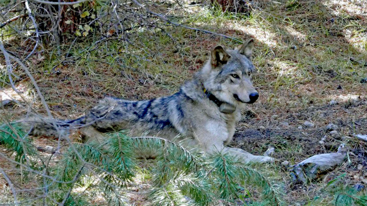 Endangered Gray Wolf Found Dead in Northern California - CBS San Francisco