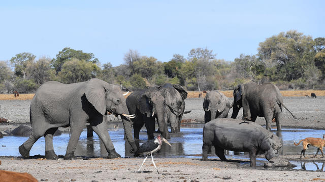 BOTSWANA-WILDLIFE-DROUGHT 