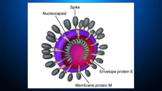 Coronavirus-model.jpg 