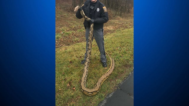 york-county-python-maybe-morgantown-python-.jpg 