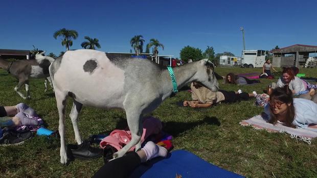 Goat yoga is all the rage 