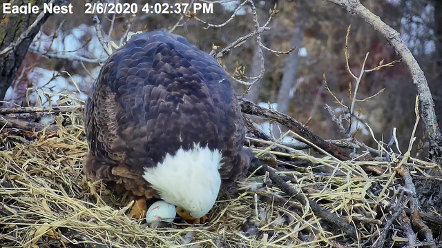 eaglecam-nest.png 
