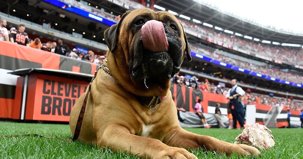 Ex-Cleveland Browns Mascot, Swagger, Dies At Age 6 - CBS Pittsburgh