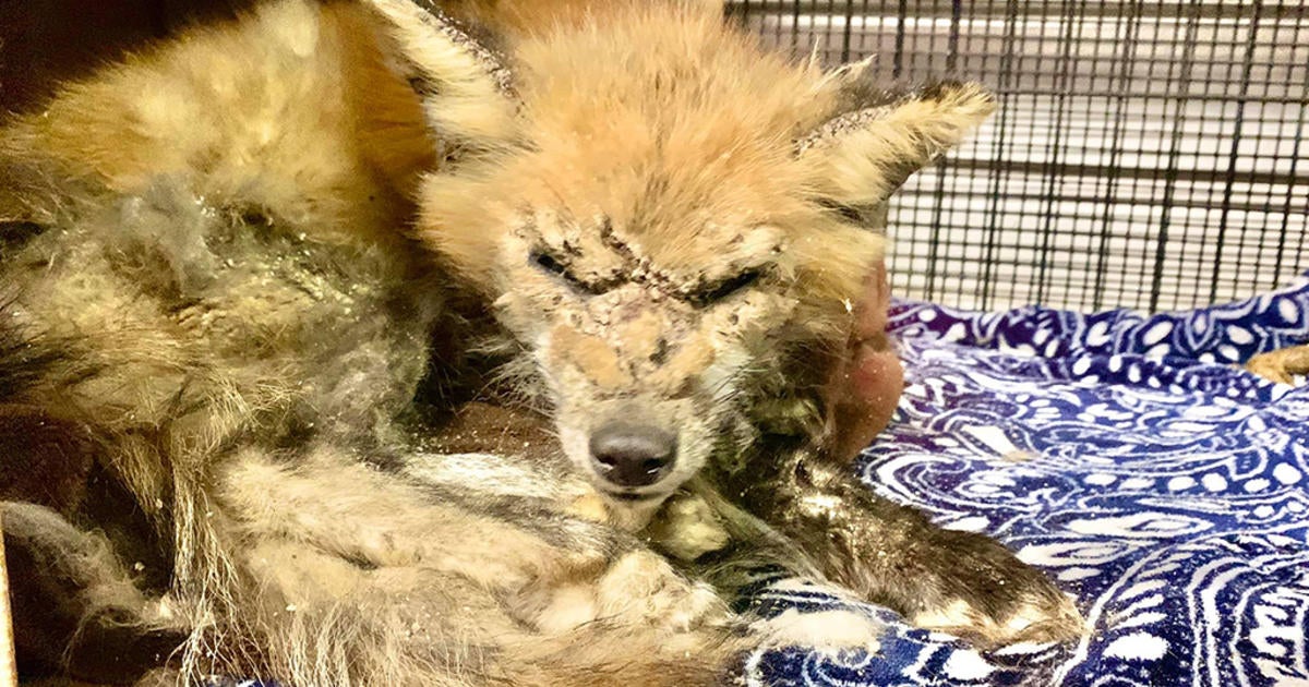 Humane Animal Rescue Helps Emaciated Fox With 'Serious' Skin Infection ...