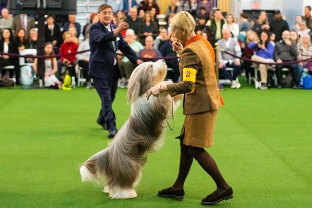 što je cc dog show