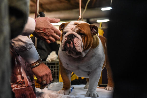 Westminster Kennel Club Hosts Annual Dog Show In New York 