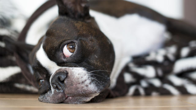 Terrier_Pup_shutterstock_597096452.jpg 