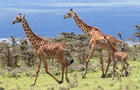 maasai-giraffe-family-marcy-starnes.jpg 