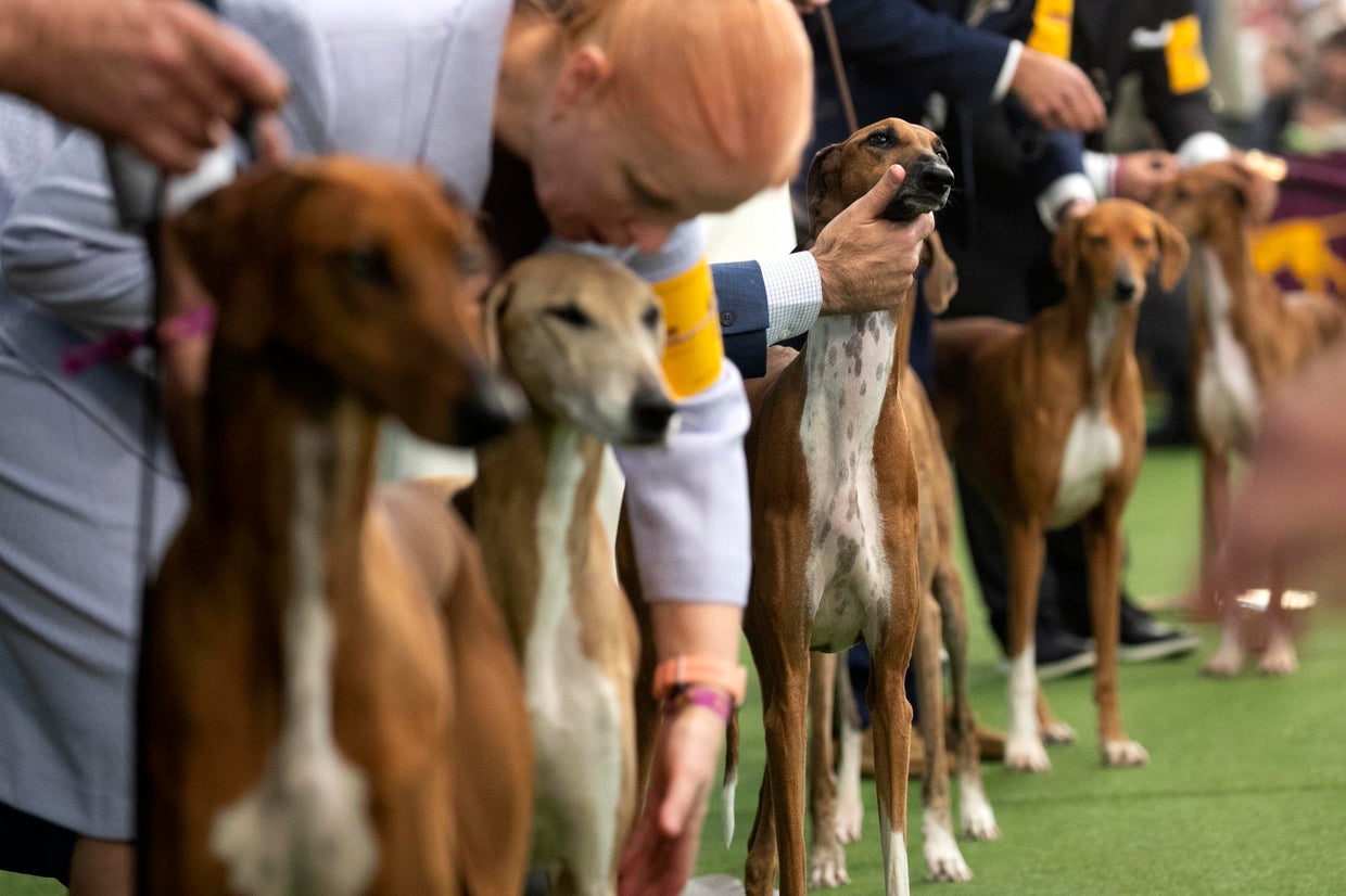 Photos from the 2020 Westminster Dog Show
