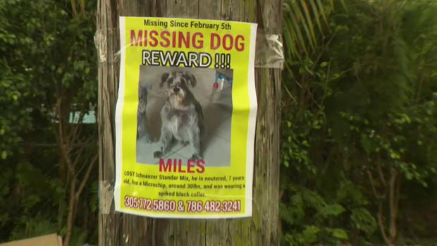 Miles - Missing Dog 