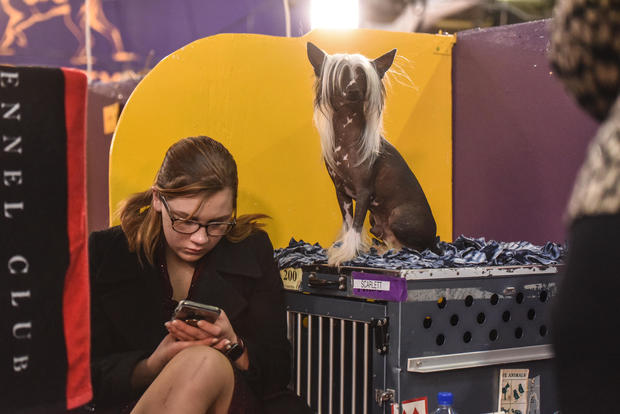 Westminster Kennel Club Hosts Annual Dog Show In New York 