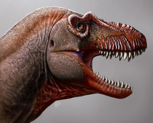 Tyrannosaurus rex may have been three separate species, say scientists
