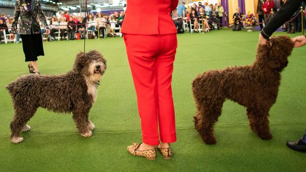 Dog are seen during breed judging at the 144th Annual Westminster Kennel Club Dog Show in New York 