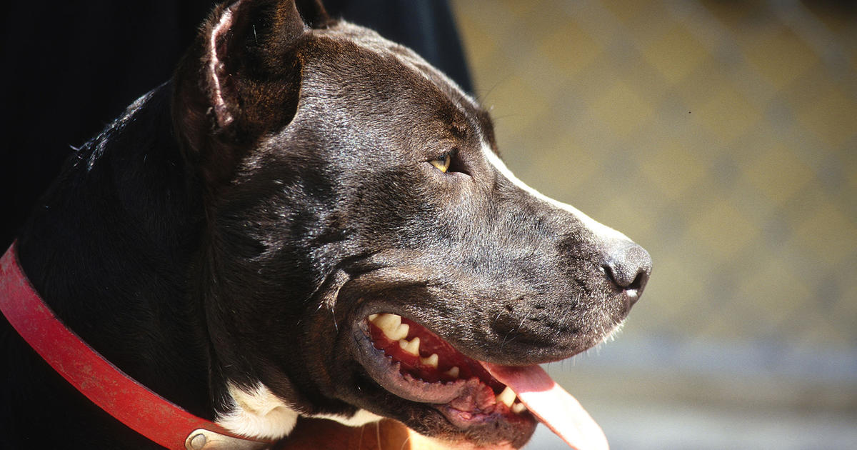 'Current Law Is Archaic' New Denver Pit Bull Law Will Take Effect In