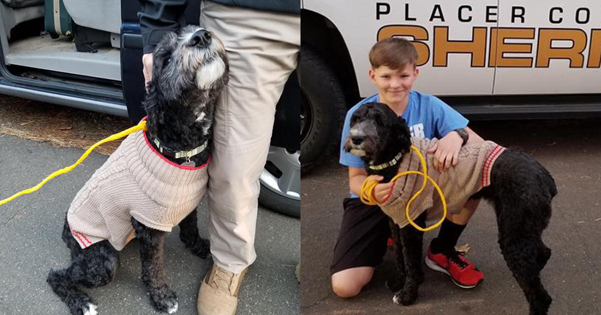 Emotional Support Labradoodle Stolen From Placer County Family Found