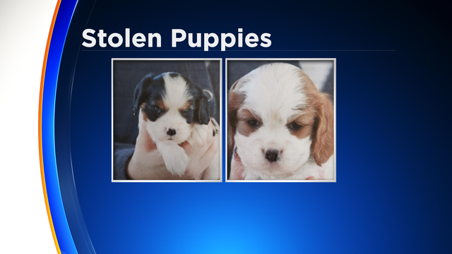 FS-2-Head-Mug-Stolen-Puppies__-2-11-2020-1-06-23-PM.png 