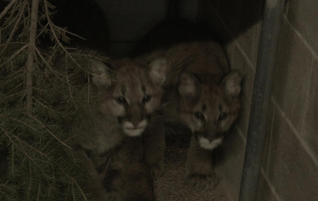 Cougar Cubs At Sandstone Wildcat Sanctury 