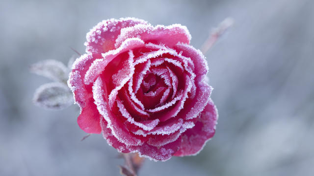 frozen-rose.jpg 