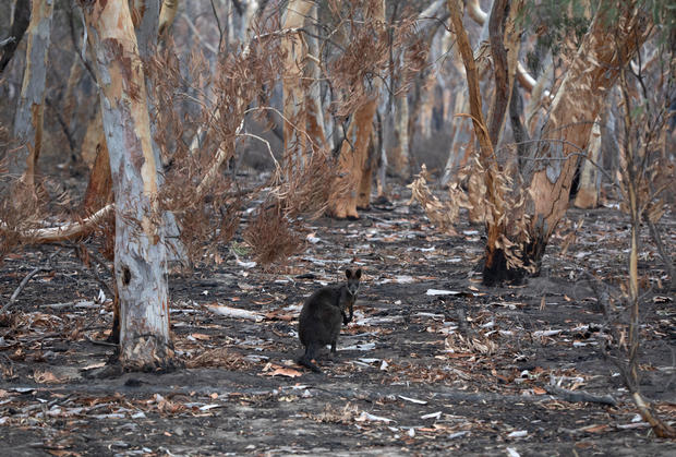 The Survivors: Saving Australian Wildlife Following Fires And Drought 
