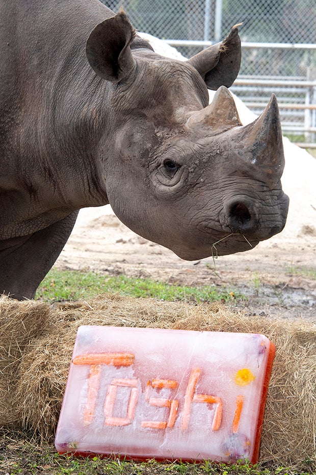 Toshi the Rhino 