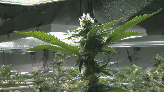 CSU CANNABIS DEGREE 63PKG.transfer_frame_2533