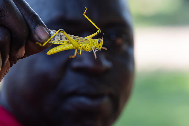 Plagues Of Locusts Arrive In Uganda 