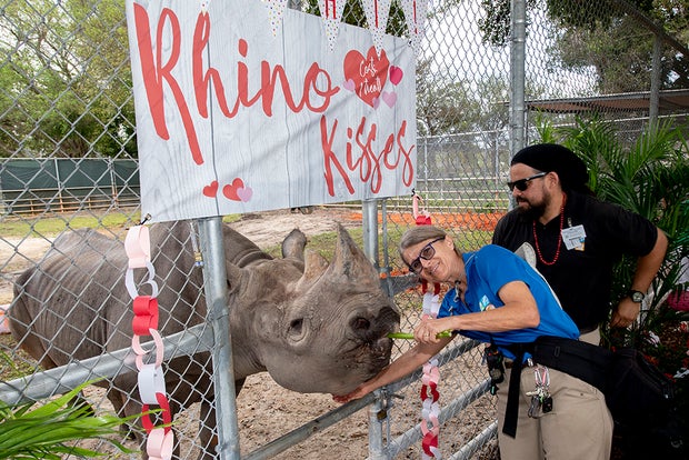 Toshi the Rhino 