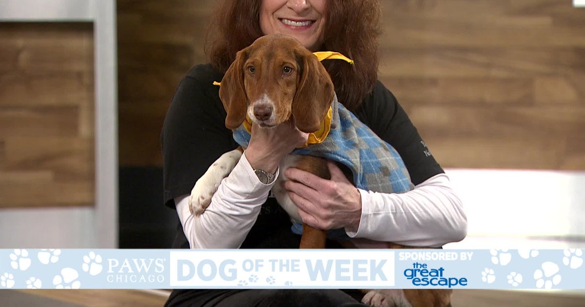 PAWS Dog Of The Week: Rosetta - CBS Chicago