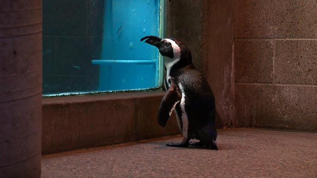 Penguins Como Zoo 1 