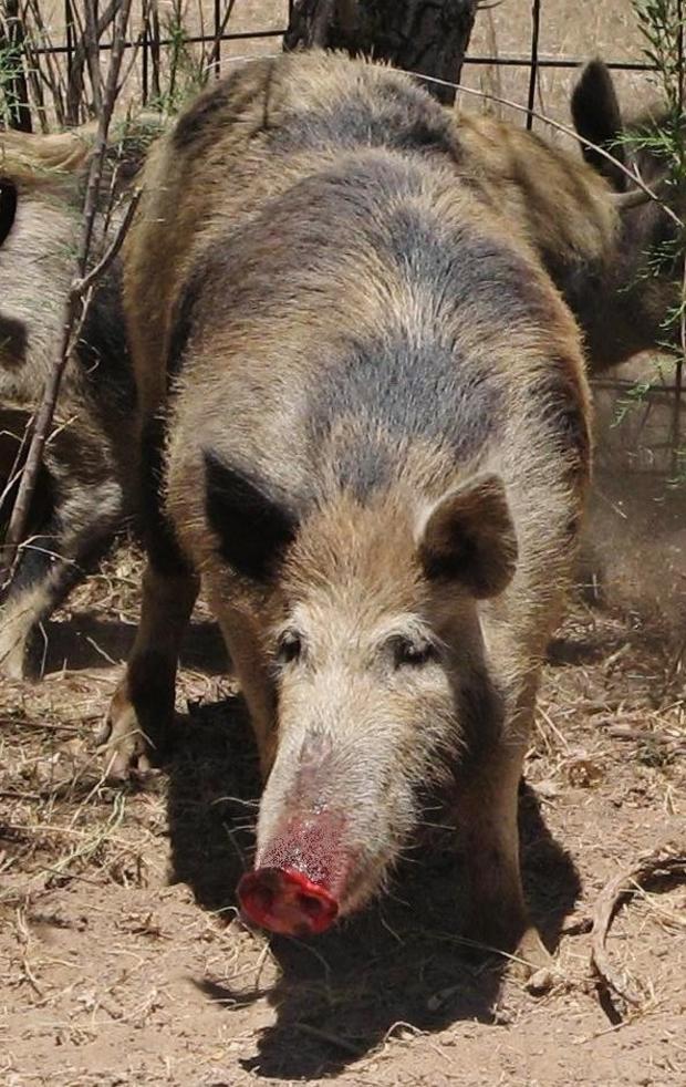 Feral Swine Eradicated 1 (CPW) 