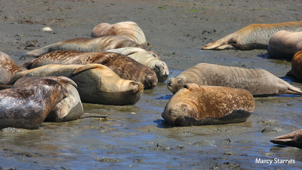 harbor-seals-on-the-beach-in-monterey-bay-marcy-starnes-620.jpg 