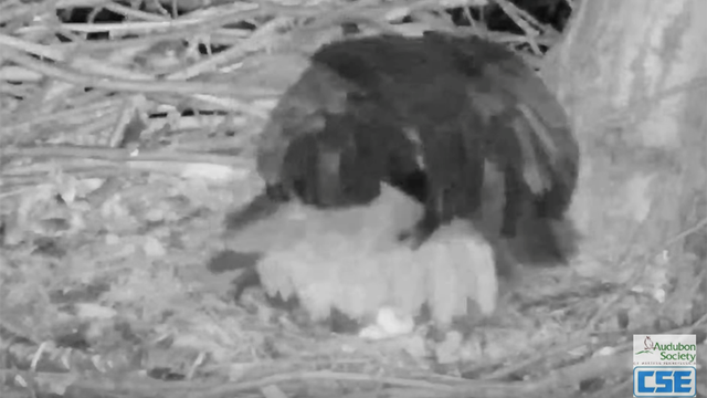 hays-bald-eagle-egg2.png 