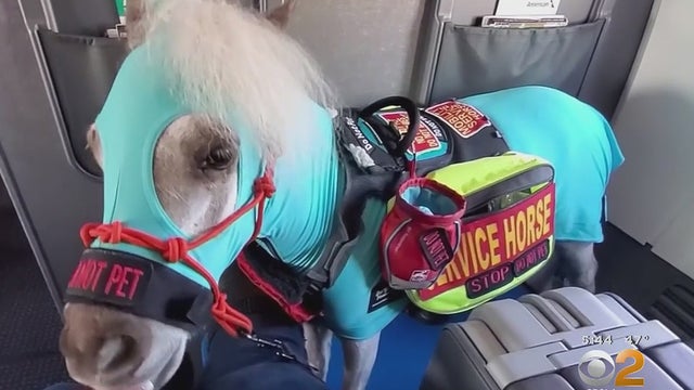 mini-horse-service-animal.jpg 