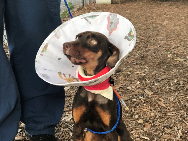 Clover is said to be recovering nicely after she was shot in the jaw.