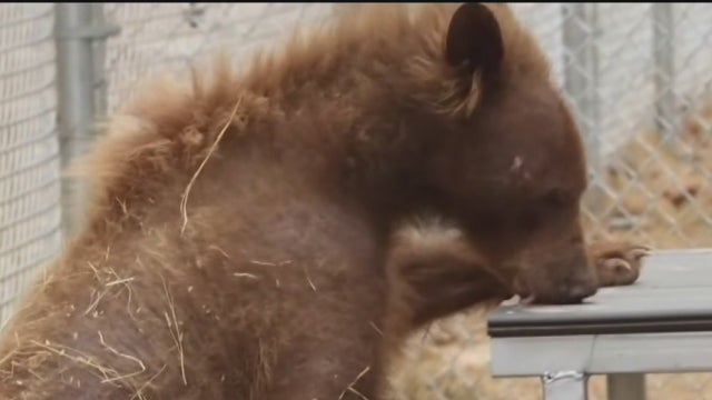 EVE MANGE BEAR RECOVERY 