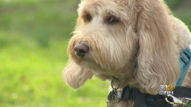 Therapy-Dog.jpg 