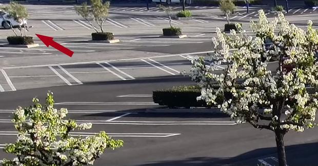 Purse Thieves Drag Woman Through Anaheim Walmart Parking Lot 