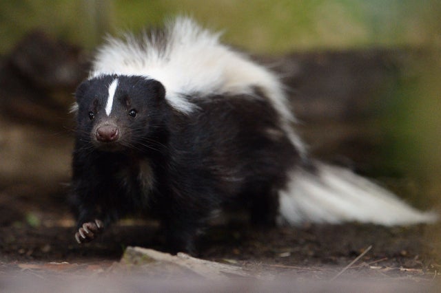 Flo The Skunk Arrives At Edinburgh Zoo 