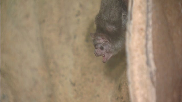 CORONAVIRUS ALERT 5PKG.transfer_frame_1162 