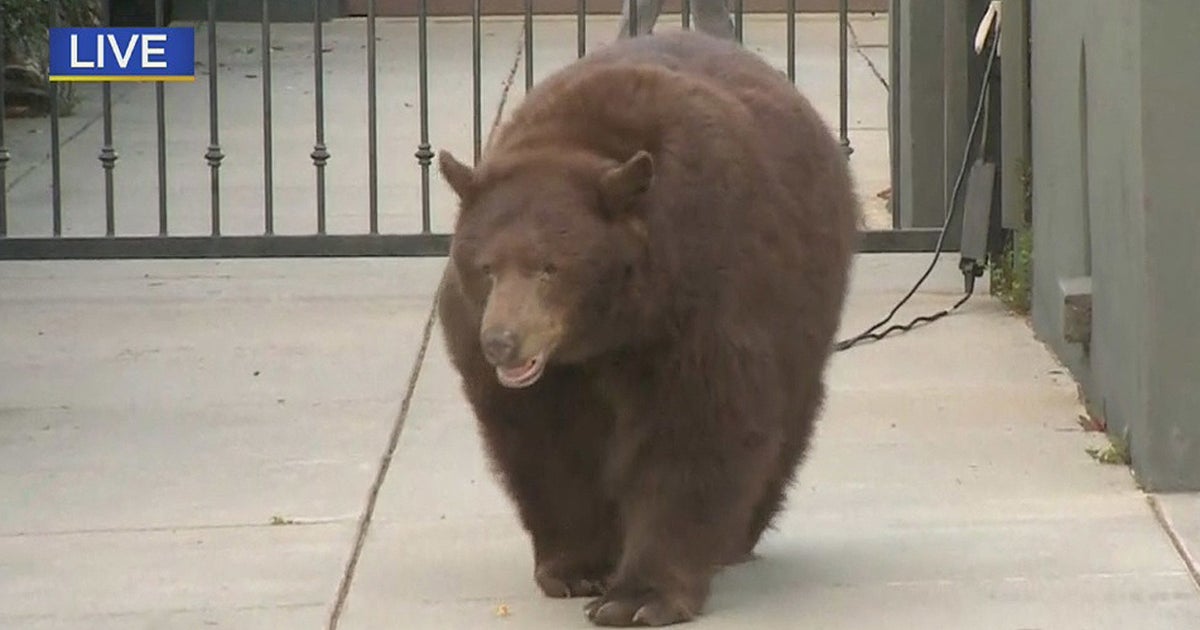 Bear Spotted Roaming Southern California Neighborhood Good Day Sacramento