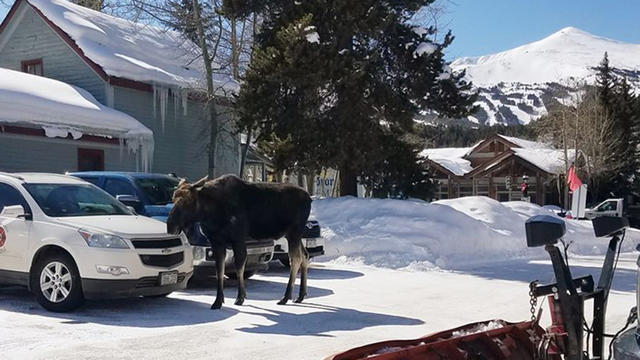 breckenridge-moose.jpg 